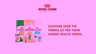 Royal Canin ROYAL CANIN INCREDIBLY UNIQUE CATS Ad Commercial Brand Imagery Photoshoot 2