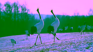 Visit Japan Enjoy my Japan BEAUTIFUL JAPAN JNTO Ad Commercial Brand Imagery Photoshoot 2