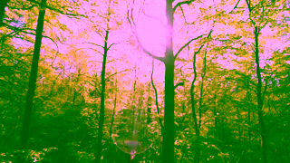 The Woodland Trust Plant More Trees TV Ad Ad Commercial Brand Imagery Photoshoot 2