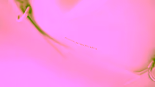 GIVENCHY GIVENCHY Spring Summer 2024 Womenswear Campaign Ad Commercial Brand Imagery Photoshoot 2