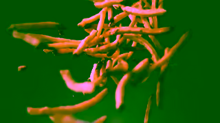 New York Fries Truffle Fries Ad Commercial Brand Imagery Photoshoot 0