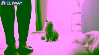 FELIWAY 2024 FELIWAY Scratching 15s Ad Commercial Brand Imagery Photoshoot 0