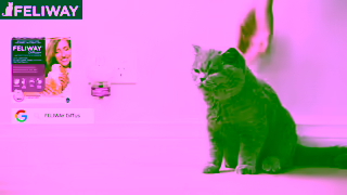 FELIWAY 2024 FELIWAY Scratching 15s Ad Commercial Brand Imagery Photoshoot 2