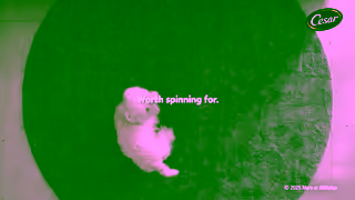 CESAR cesar us 2024 warm bowls balanced meal 16x9 social 6s unslated english master Ad Commercial Brand Imagery Photoshoot 1