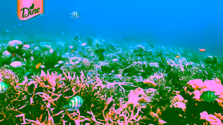 DINE DINE Hope Grows Ad Commercial Brand Imagery Photoshoot 1