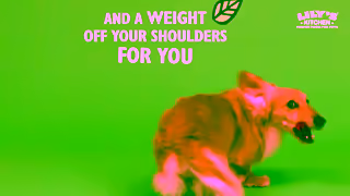 Lily's Kitchen Try our vet approved recipes Ad Commercial Brand Imagery Photoshoot 2