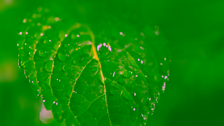 Nature's Sunshine Natures Sunshine Be More Earth Ad Commercial Brand Imagery Photoshoot 2