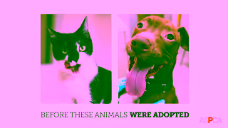 ASPCA Before Forever 15 Seconds Donate Now Ad Commercial Brand Imagery Photoshoot 0