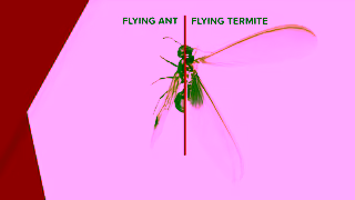 Rentokil Rentokil Termites Video Ad Commercial Brand Imagery Photoshoot 1