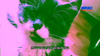 RSPCA.org.uk inspectorcrueltystorysupporterroleberliozsummer1920x1080 Ad Commercial Brand Imagery Photoshoot 0