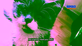 RSPCA.org.uk inspectorcrueltystorysupporterroleberliozsummer1920x1080 Ad Commercial Brand Imagery Photoshoot 2