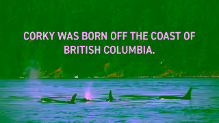PETA Free Corky the LongestHeld Captive Orca in the World Ad Commercial Brand Imagery Photoshoot 0