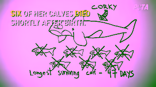 PETA Free Corky the LongestHeld Captive Orca in the World Ad Commercial Brand Imagery Photoshoot 1