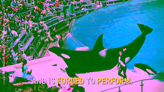 PETA Free Corky the LongestHeld Captive Orca in the World Ad Commercial Brand Imagery Photoshoot 2
