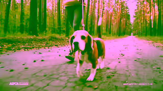 ASPCA Pet Insurance Whats On Your Mind Make Caring for Your Pet Easy with the ASPCA Pet Health Insurance Program Ad Commercial Brand Imagery Photoshoot 0