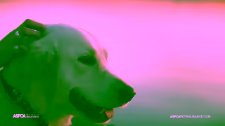 ASPCA Pet Insurance Whats On Your Mind Make Caring for Your Pet Easy with the ASPCA Pet Health Insurance Program Ad Commercial Brand Imagery Photoshoot 1