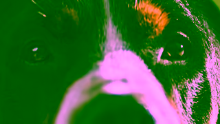 Purina NEW PURINA ONE Dry Dog Food Advanced tailored nutrition for dogs Ad Commercial Brand Imagery Photoshoot 0