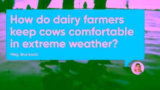 Dairy Australia From fires to floods how do dairy farmers care for cows in extreme weather Ad Commercial Brand Imagery Photoshoot 1