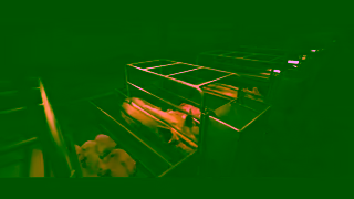 Animals Australia Discover the truth behind pork bacon and ham You didnt know did you Ad Commercial Brand Imagery Photoshoot 1
