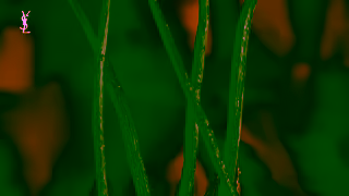 Yves Saint Laurent Black Opium Over Red l Ingredients l YSL BEAUTY Ad Commercial Brand Imagery Photoshoot 1