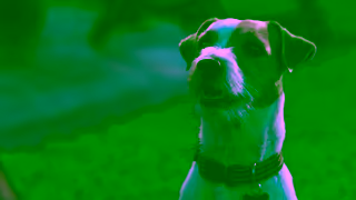 Blue Buffalo 25 220 0273 BLUE Treats SizzlinSummer OLV 30 Final Ad Commercial Brand Imagery Photoshoot 1