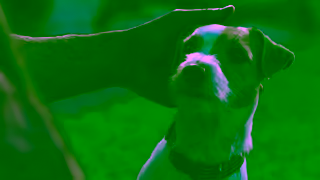 Blue Buffalo 25 220 0273 BLUE Treats SizzlinSummer OLV 30 Final Ad Commercial Brand Imagery Photoshoot 2