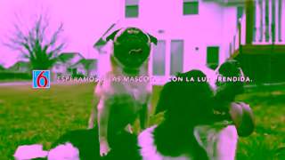 Motel 6 Viajando Por Carretera Con Mascotas Ad Commercial Brand Imagery Photoshoot 0