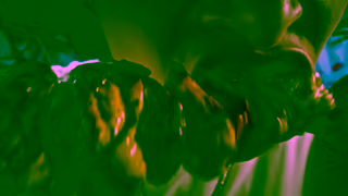 Pepsi Make your meals better with Pepsi MAX Ad Commercial Brand Imagery Photoshoot 1