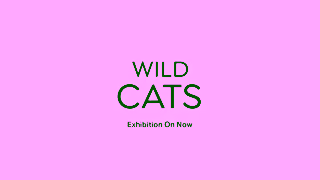 Royal Ontario Museum Wild Cats Ad Commercial Brand Imagery Photoshoot 2