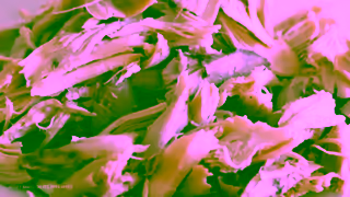 CESAR CESAR Wholesome Bowls Simply Crafted 15s Canada Ad Commercial Brand Imagery Photoshoot 0