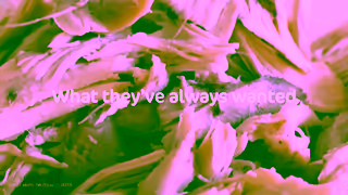 CESAR CESAR Wholesome Bowls Simply Crafted 15s Canada Ad Commercial Brand Imagery Photoshoot 1