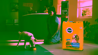 Pedigree Pedigree Love At First Sight Adoption Ad Rain Ad Commercial Brand Imagery Photoshoot 2