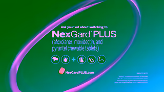 NexGard Video Ad Ad Commercial Brand Imagery Photoshoot 2