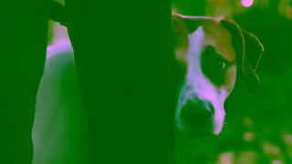Bettersea Dogs and Cats Teaser The Bond Watch Their Story 16x9 Ad Commercial Brand Imagery Photoshoot 0