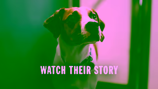 Bettersea Dogs and Cats Teaser The Bond Watch Their Story 16x9 Ad Commercial Brand Imagery Photoshoot 2