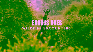 Exodus Travels EXODUS DOES Wildlife Encounters Ad Commercial Brand Imagery Photoshoot 0