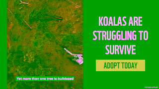 WWF ADOPT A KOALA WWFAustralia Ad Commercial Brand Imagery Photoshoot 0