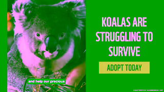 WWF ADOPT A KOALA WWFAustralia Ad Commercial Brand Imagery Photoshoot 2