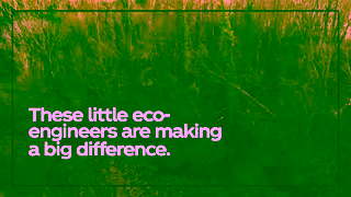 Coca-Cola PAC Water BEAVERS 16X9 GB 20S Ad Commercial Brand Imagery Photoshoot 0