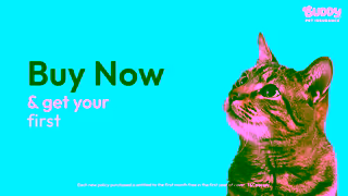 Buddy Pet Insurance H9910 Buddy 6sec Asset01 Youtube Ad Commercial Brand Imagery Photoshoot 2