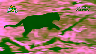 Kinder Kinder Surprise Natoons Discovery Black Panther 6 Ad Commercial Brand Imagery Photoshoot 1