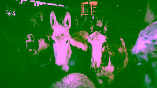 The Donkey Sanctuary Q1 RG 30s Ad Commercial Brand Imagery Photoshoot 0