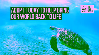 WWF Adopt An Animal As A Gift With WWF Ad Commercial Brand Imagery Photoshoot 2