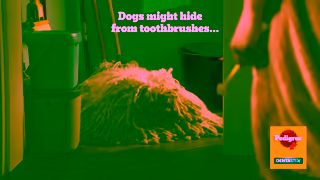 Pedigree Pedigree Dentastix Ad Commercial Brand Imagery Photoshoot 0