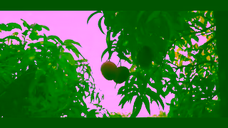 Woolworths PICK OF MANGOES NL 90 ONLINE Ad Commercial Brand Imagery Photoshoot 0
