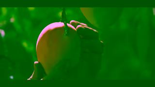 Woolworths PICK OF MANGOES NL 90 ONLINE Ad Commercial Brand Imagery Photoshoot 1