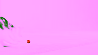 Royal Canin Recommended nutrition for a growing kitten Ad Commercial Brand Imagery Photoshoot 0