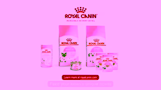 Royal Canin Recommended nutrition for a growing kitten Ad Commercial Brand Imagery Photoshoot 2