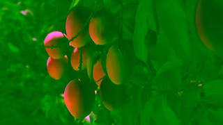 Woolworths PICK OF MANGOES NL 6 BUMPER ONLINE Ad Commercial Brand Imagery Photoshoot 0