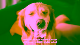 Pets Plus Us Say Yes to the Vet Ad Commercial Brand Imagery Photoshoot 0